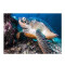 Tapis Tortue noire 40x60 cm - miniature variant 1
